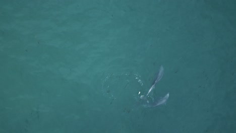 Drone-shot-of-dolphins-playing-with-each-other-in-beautiful-teal-water-at-a-camping-spot-in-Santa-Monica,-Los-Angeles,-California