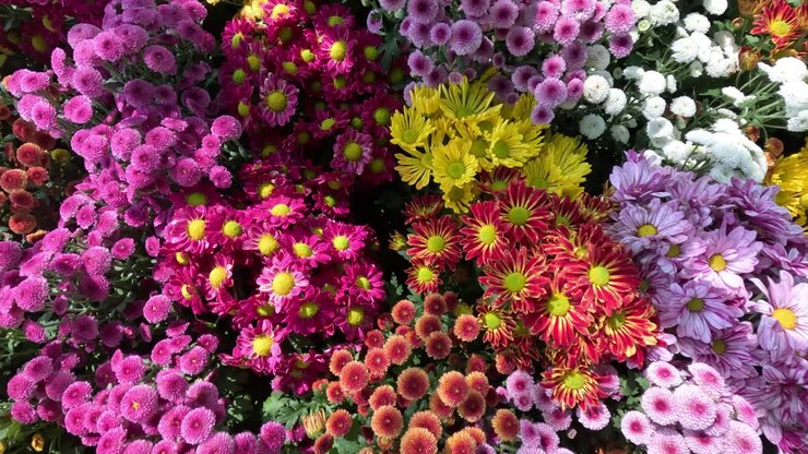 Ein farbenfroher Zeitraffer blühender Blumen