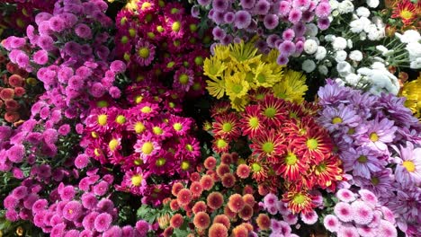 un colorido lapso de tiempo de las flores que florecen.
