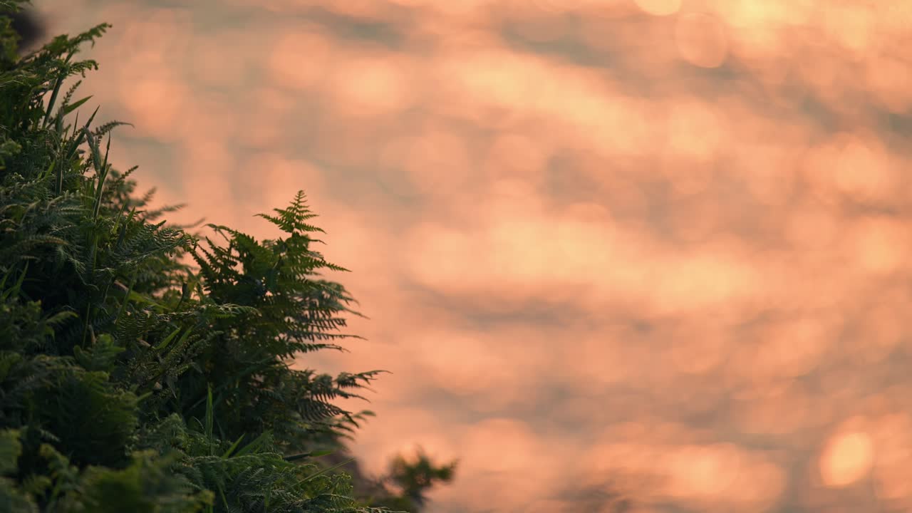 Close Up Bracken Plants at Sunset by Orange Ocean Sea Water, Nature Background with Copy Space at Orange Sunset