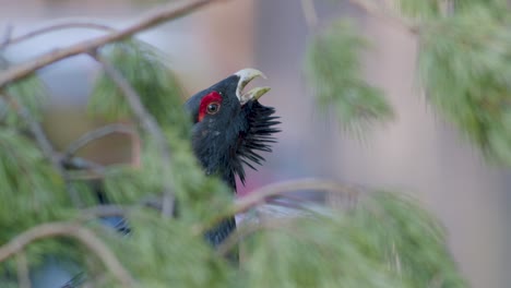 Male-western-capercaillie-roost-on-lek-site-in-lekking-season-close-up-in-pine-forest-morning-light