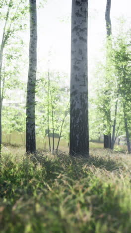 sunlight filtering through a birch forest