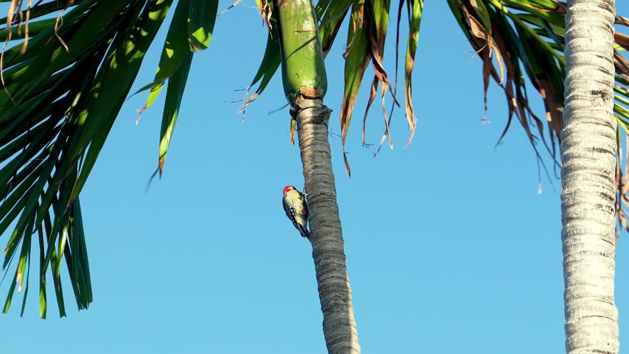 플로리다 키스 의 은 날, 나무 에 앉아 있는 은 배 의 나무