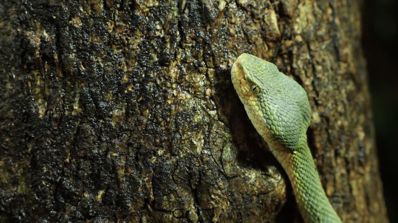 primer plano de la cabeza de una serpiente víbora de bambú que constantemente saca su lengua bifurcada para sentir los alrededores en la noche y saber qué hay alrededor, en los ghats occidentales de la india.