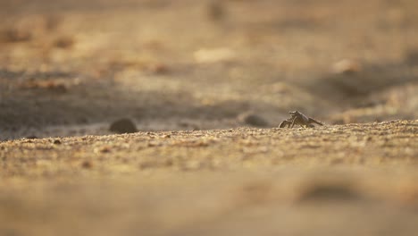 small crab on sandy ground