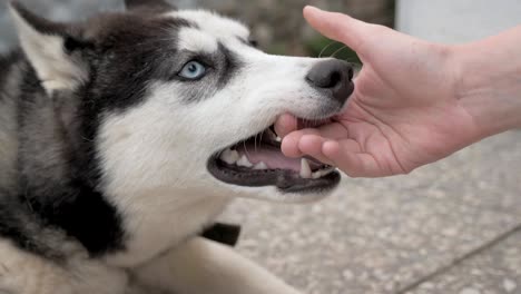 la chica juega con un husky.