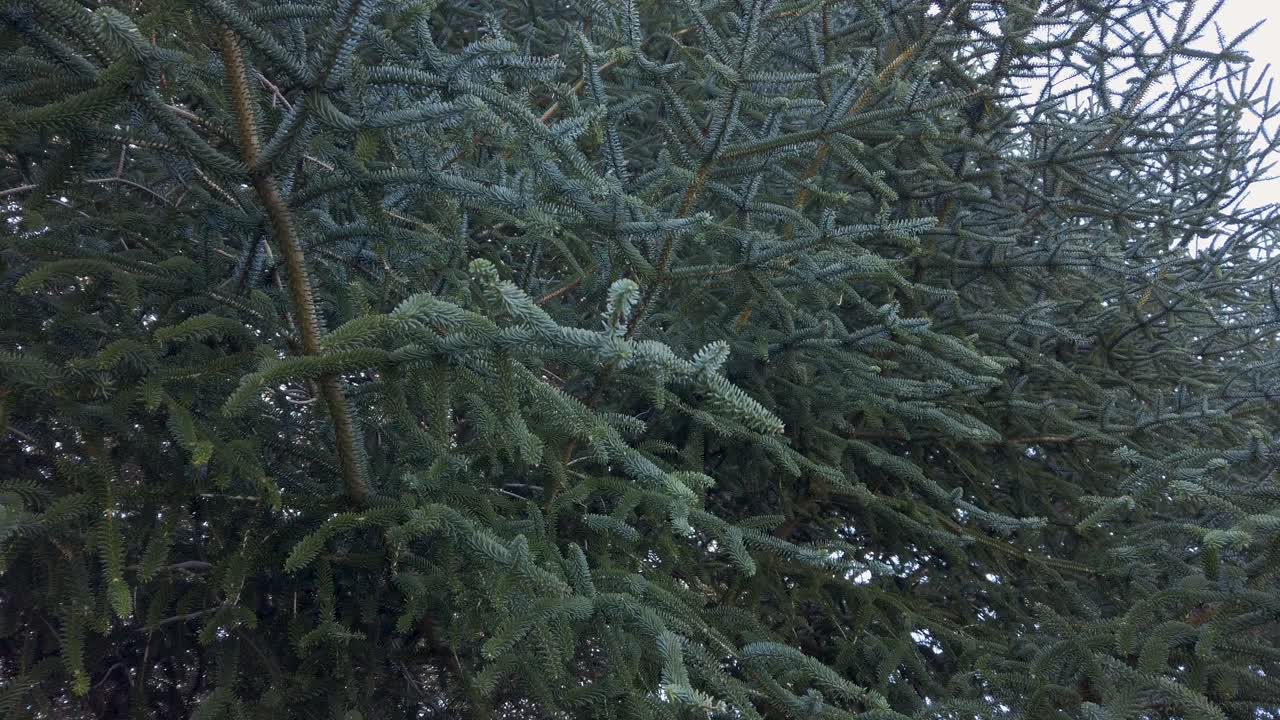 Endangered Spanish Fir Tree, Abies pinsapo, Closeup Detail of Needle Leaves