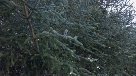 Abeto-Español-En-Peligro-De-Extinción,-Abies-Pinsapo,-Detalle-De-Cierre-De-Hojas-De-Aguja