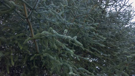 abeto español en peligro de extinción, abies pinsapo, detalle de primer plano de hojas de aguja