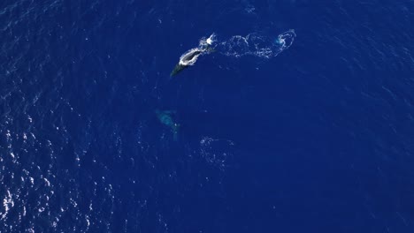 Coqueta-Pareja-De-Ballenas-Jorobadas-Participando-En-Románticos-Rituales-De-Cortejo-En-Los-Criaderos-Invernales-De-Maui