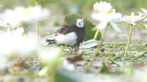 pheasant tailed jacana keeping chicks in her wings body to protect