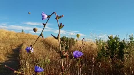 ws of hot air balloons in the sky with cu of wild flowers in foreground