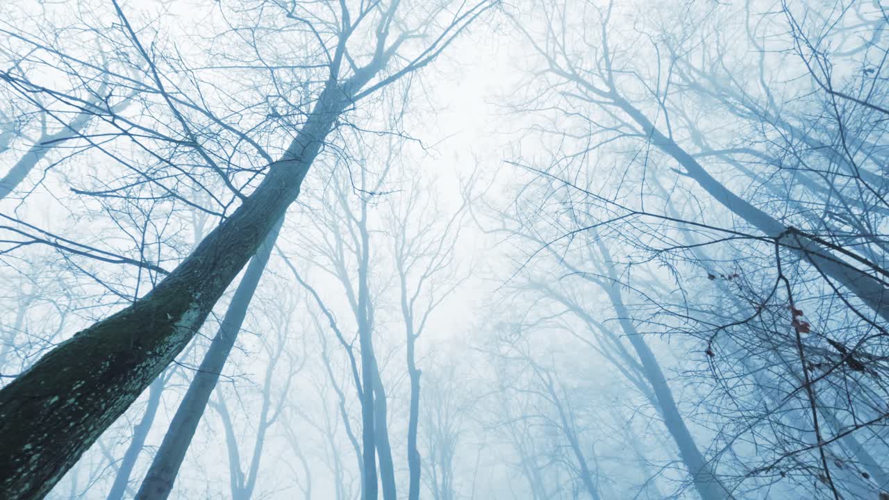 Dramatic low angle POV shot walking through a winter forest looking up at tall snow-covered trees. Atmospheric winter landscape with mist and a clean white sky