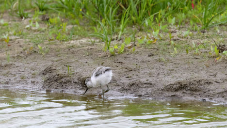 Avocet-wading-seabird-feeding-on-the-marshlands-of-the-lincolnshire-coast-marshlands,-UK