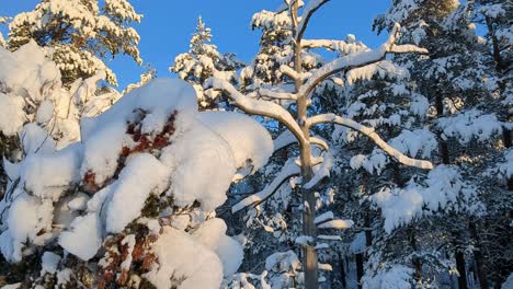 青い空に照らされた冬の森の雪に覆われた木々