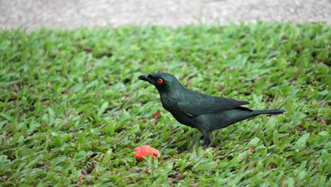 Primer-Plano-De-Dos-Pájaros-Adultos-Estorninos-Brillantes-Asiáticos-Que-Luchan-Por-Comer-Sandía-En-El-Césped-De-Hierba-Verde-Recortada