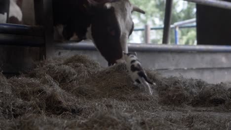 vaca marrón y blanca comiendo heno mientras un lindo gatito juega en una granja orgánica en holanda, países bajos