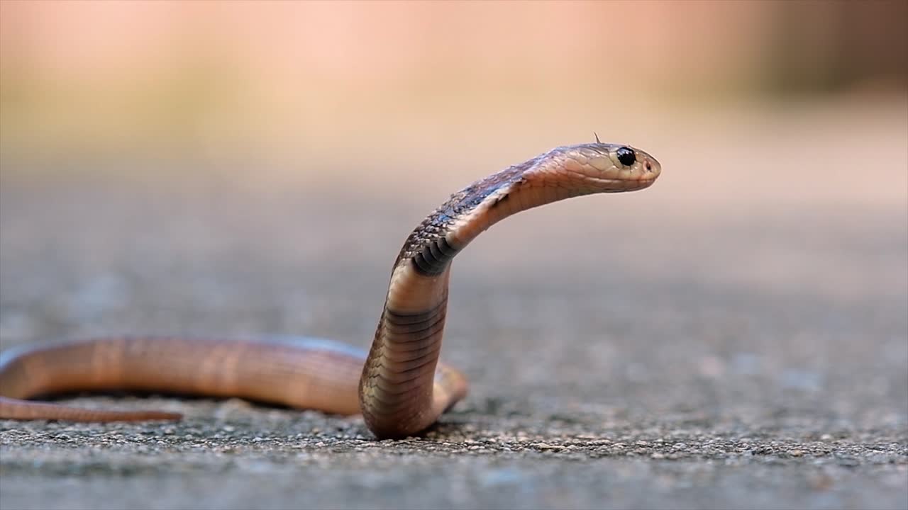 Un cobra di medie dimensioni con un corpo sottile rispetto ad altri cobra.