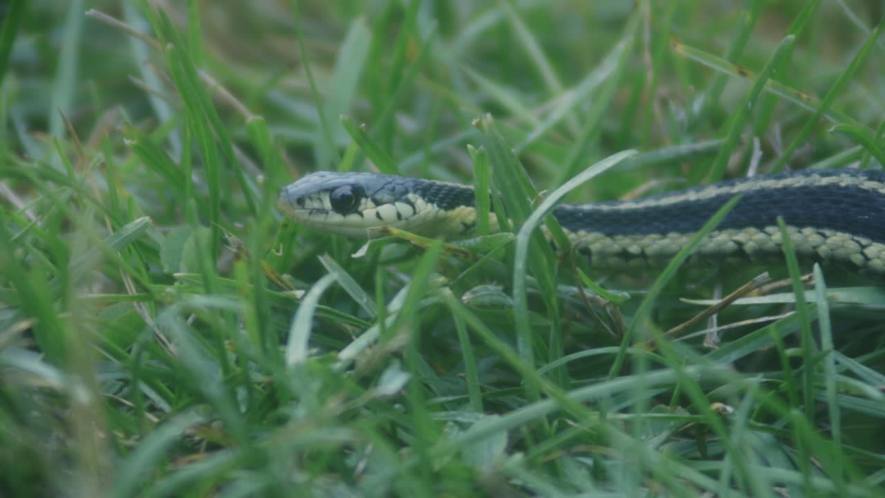 Small Snake Slithering In The Grass - close up shot