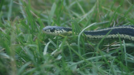 Pequeña-Serpiente-Deslizándose-En-La-Hierba---Primer-Plano