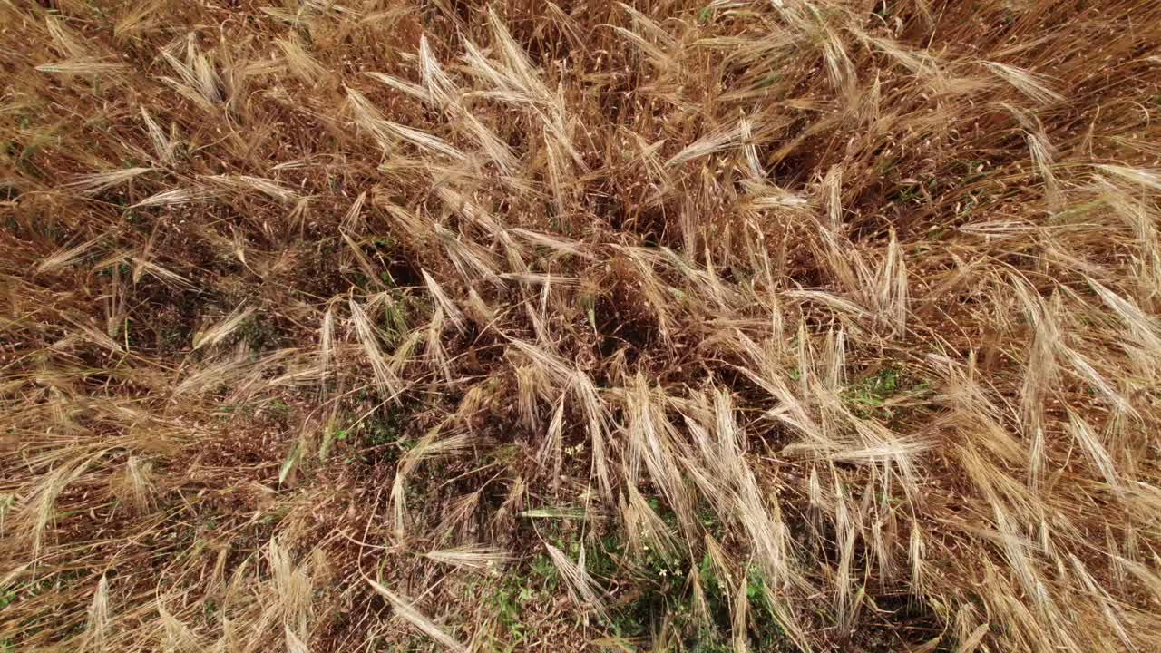 vista zenital giratoria de arriba hacia abajo del trigo ondeando en el viento