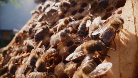 Bienen-Arbeiten-Aktiv-Bei-Der-Produktion-Von-Honig-Auf-Einer-Wabe-Im-Bienenstock