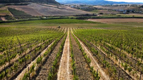 aerial landscape view over many vineyard rows, in the hills of tuscany, in the italian countryside