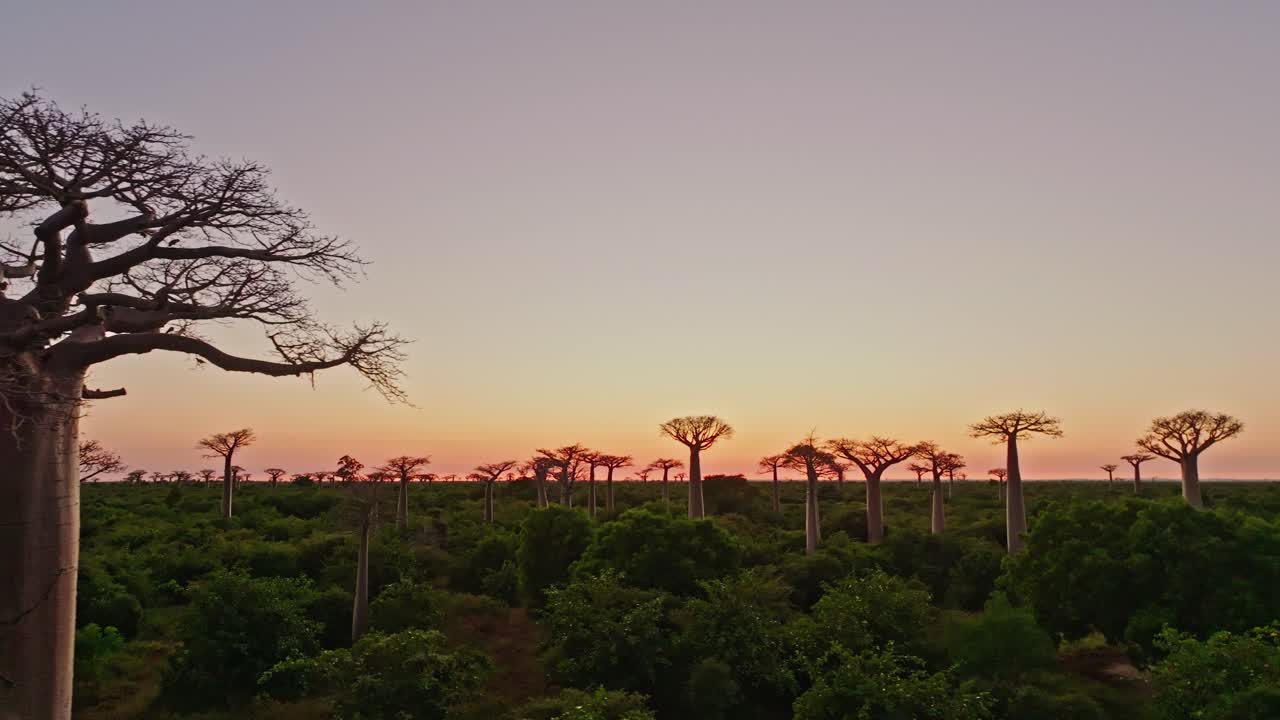 árboles de baobab endémicos únicos en madagascar después de la puesta del sol
