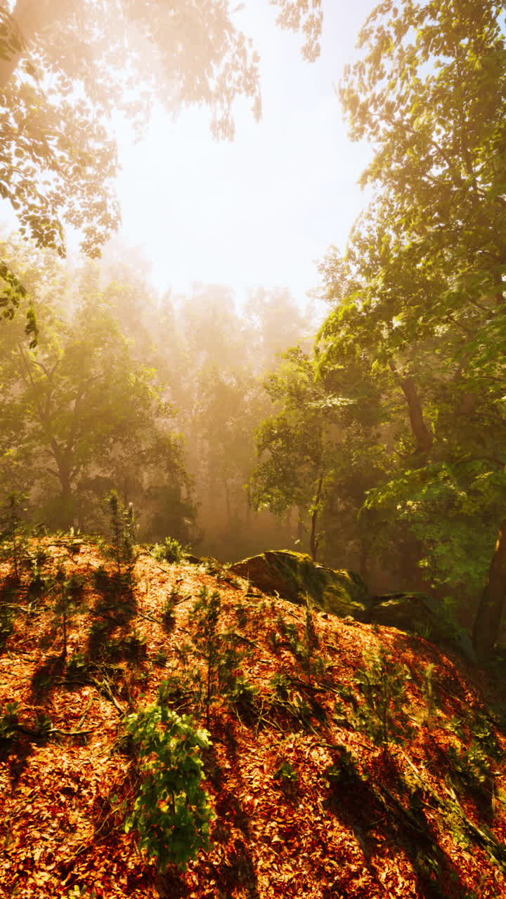 빛이 울창한 숲을 가로질러 필터링
