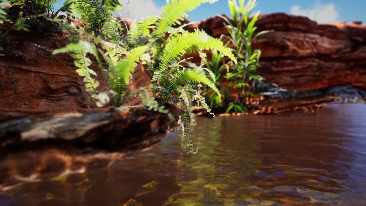 estanque dorado tropical con rocas y plantas verdes