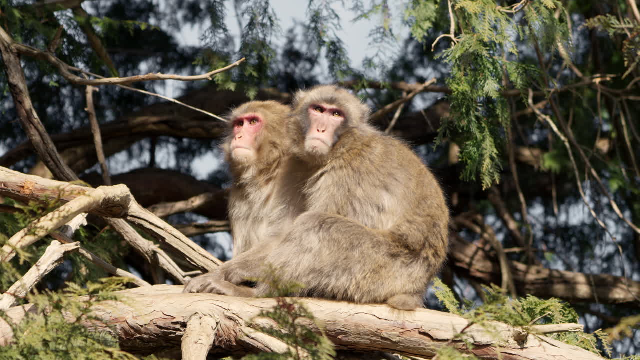 monos de nieve sentados y descansando en la rama de un árbol mientras buscan amenazas en un día brillante y soleado