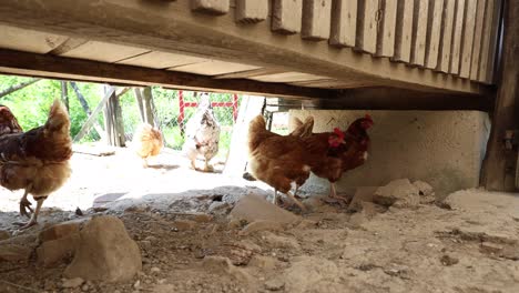 many red chickens on a summer day in the village