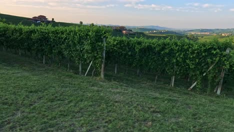 viñedos exuberantes y colinas onduladas en cuneo, italia