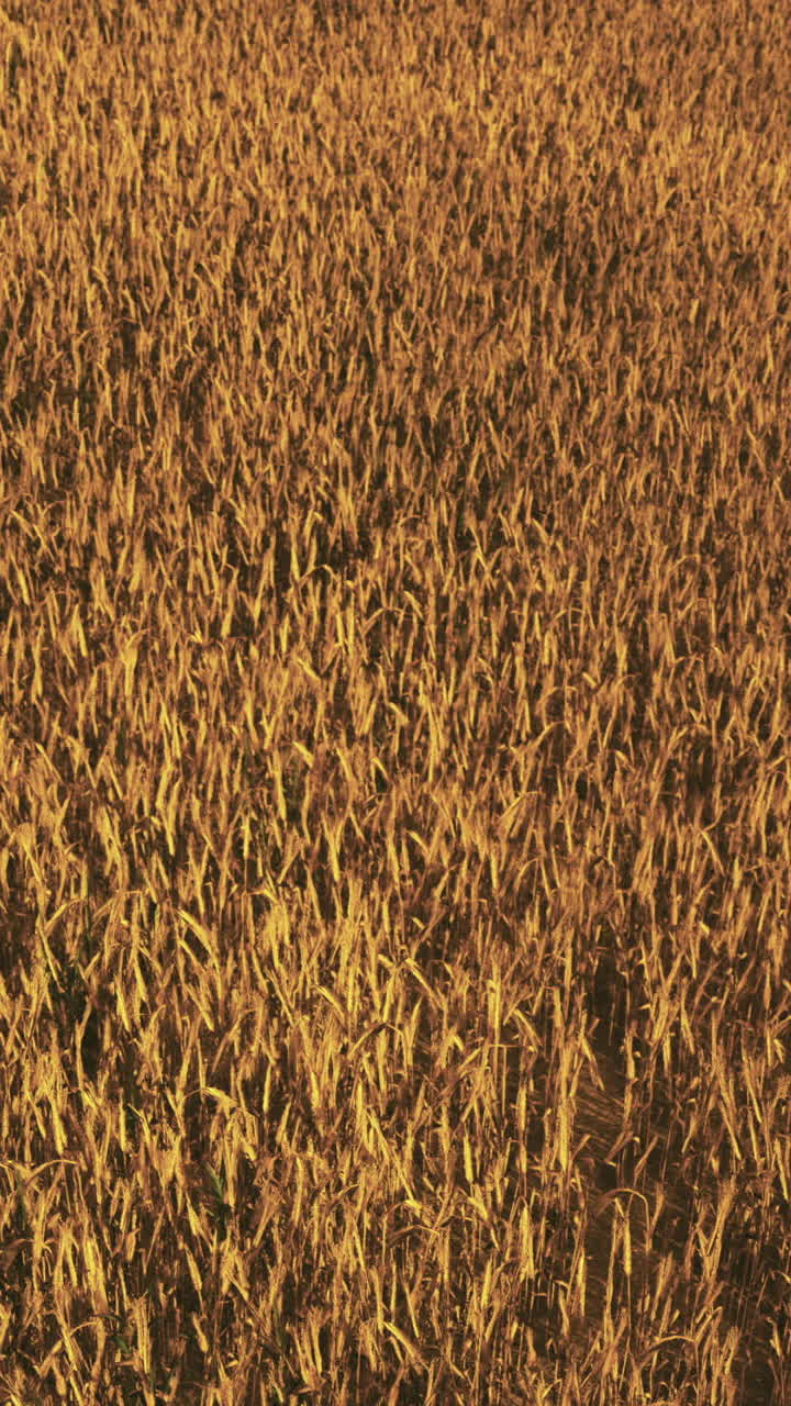 Campo di grano dorato si estende sotto il cielo sereno al tramonto in campagna