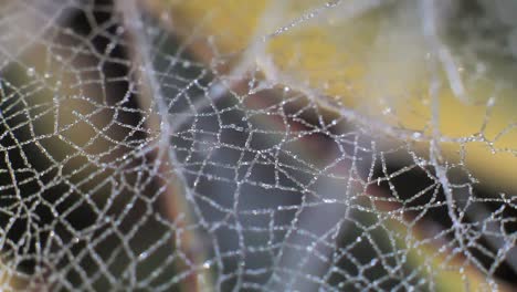 a frozen cobweb spider web glistens in the frost of the morning light in south east england