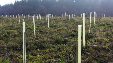 disparo de drones volando bajo sobre árboles recién plantados en un campo rodeado de bosque, en el reino unido