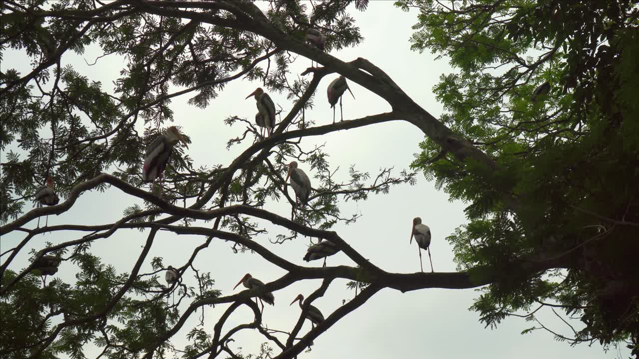 silueta de pájaros parados en la rama de un árbol con un cielo gris nublado