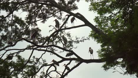 Silhouette of Birds Standing On Branch Of Tree With Cloudy Gray Sky