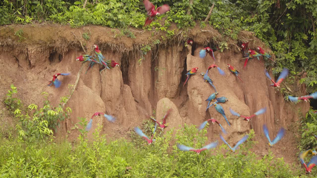 Scarlet and blue-yellow macaws take off from Peru's Chuncho Clay Lick in vibrant slow-motion flight