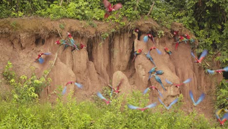 scarlet and blue-yellow macaws take off from peru's chuncho clay lick in vibrant slow-motion flight