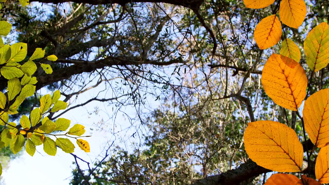 가을 잎과 가지의 애니메이션 나무와 하늘의 낮은 각도 보기