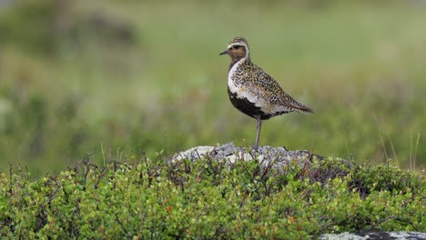 golden plover on a rocky outcrop