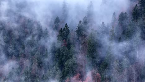 aerial over a super moody dark and cold forest with fast moving clouds in 4k