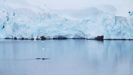 Rückenflosse-Von-Buckelwalen,-Meerestiere-Der-Antarktis,-Deren-Rücken-Beim-Schwimmen-Im-Meerwasser-Mit-Wunderschöner-Gletscher--Und-Eisbedeckter-Landschaftskulisse-Der-Antarktischen-Halbinsel-Auftaucht