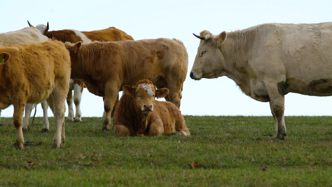 un rebaño de vacas pastando en una colina durante un soleado día de otoño