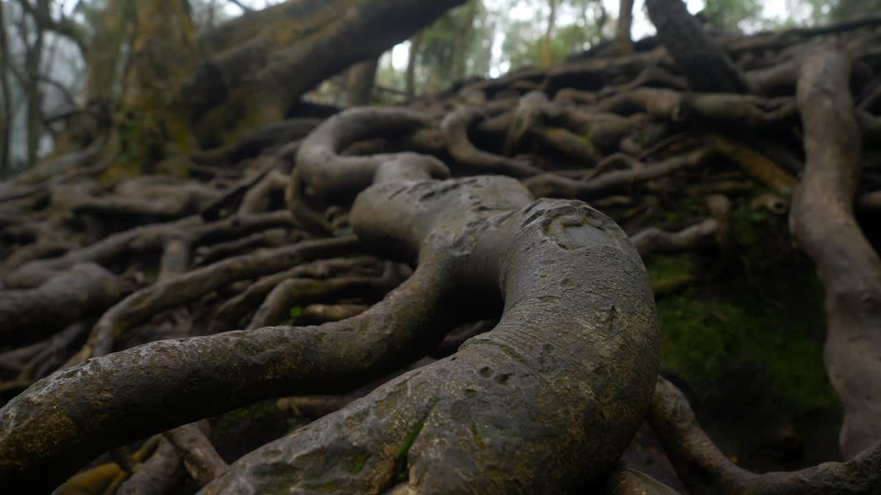 Closeup of giant twisted tree roots above the ground in tropical forest in famous tourist destination Guna Cave in Kodaikanal, Tamil Nadu