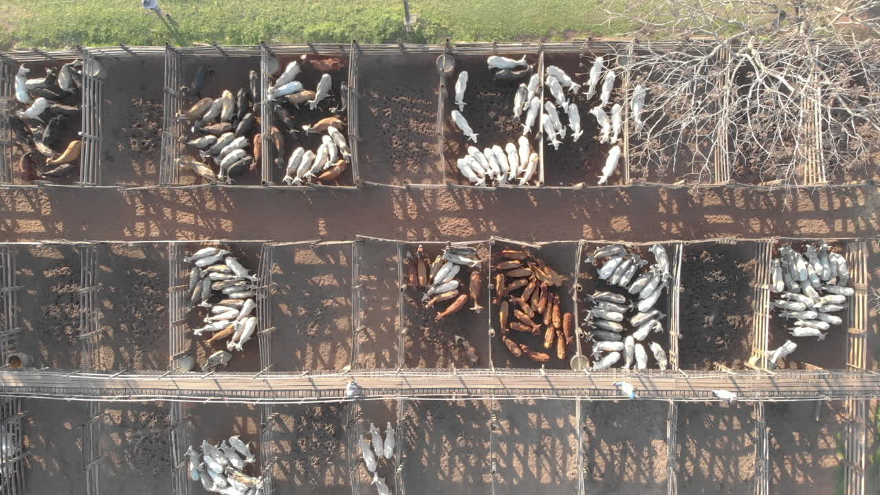 bueyes confinados en establos de madera. de arriba hacia abajo