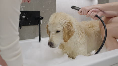 hora del baño del perro