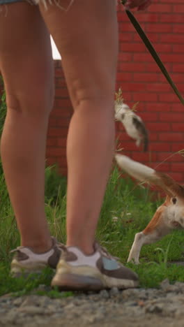 dueño del perro reteniendo beagle emocionado tratando de acercarse al gato frente al garaje, el gato salta por encima de la valla para escapar, en un área rural con edificio de ladrillo, vegetación y hierba en el fondo