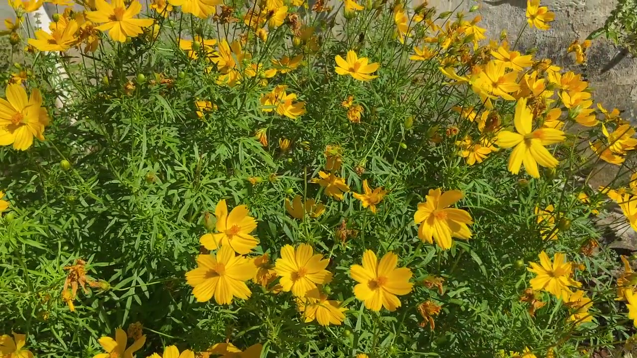 Primo piano di fiori di cosmo gialli in un giardino soleggiato